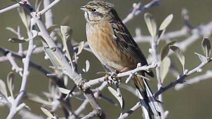 Rock Bunting