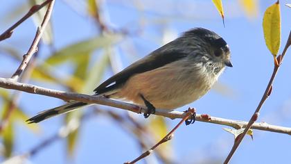 Long-tailed Tit