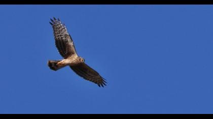 Hen Harrier