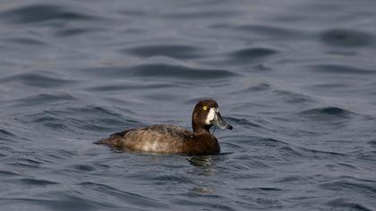 Greater Scaup