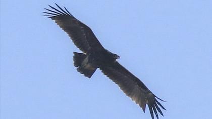 Greater Spotted Eagle