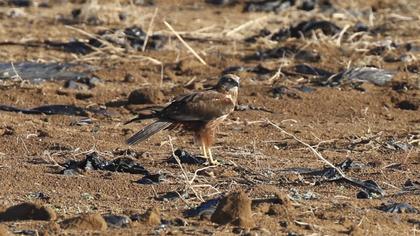 Western Marsh Harrier