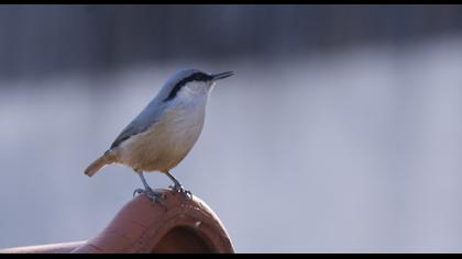 Western Rock Nuthatch