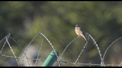Rock Bunting