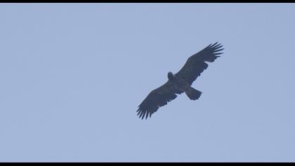 Eastern Imperial Eagle