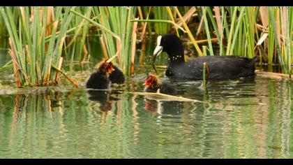 Eurasian Coot