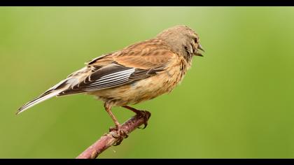 Common Linnet