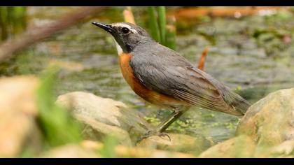 White-throated Robin
