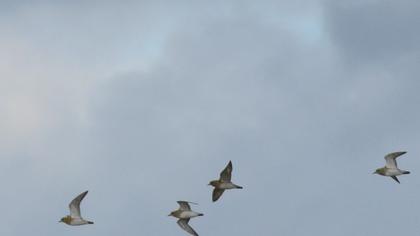 European Golden Plover