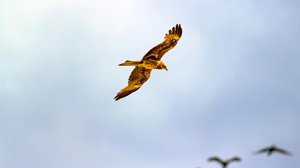 Black Kite