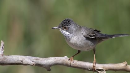 Rüppell`s Warbler