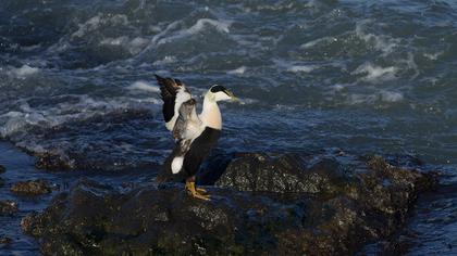 Common Eider