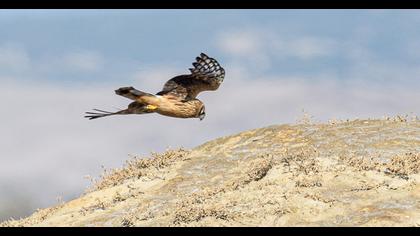 Hen Harrier