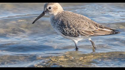 Dunlin
