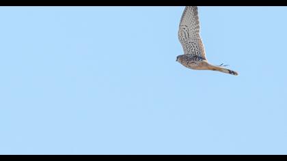 Common Kestrel