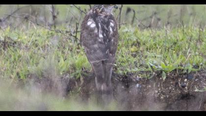 Eurasian Sparrowhawk