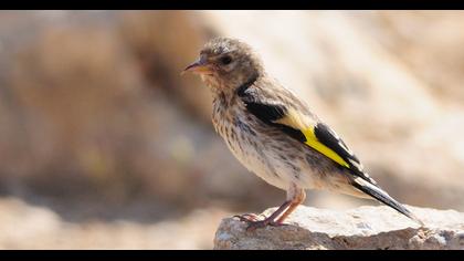 European Goldfinch
