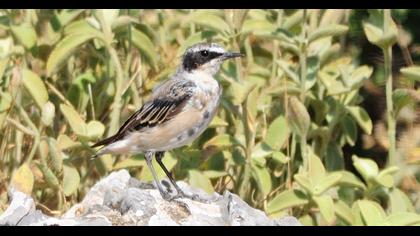 Black-eared Wheatear