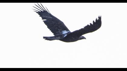 Eastern Imperial Eagle