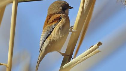 Eurasian Penduline Tit