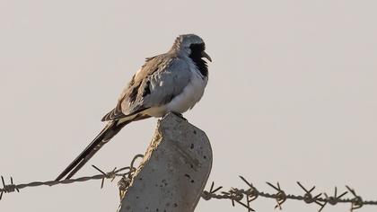 Namaqua Dove