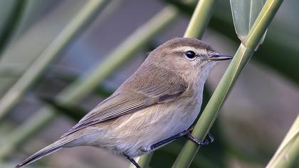 Common Chiffchaff