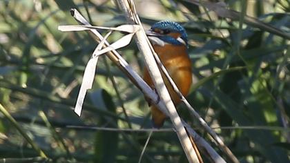 Common Kingfisher
