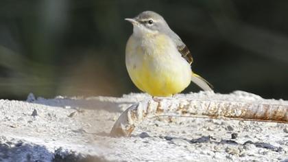 Grey Wagtail