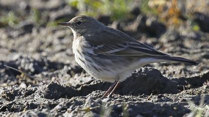 Water Pipit