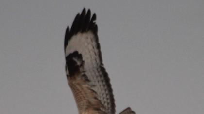 Long-legged Buzzard