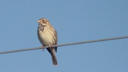 Corn Bunting