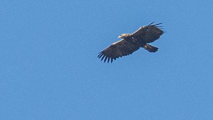 Eastern Imperial Eagle