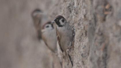 Eurasian Tree Sparrow