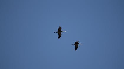 Common Crane