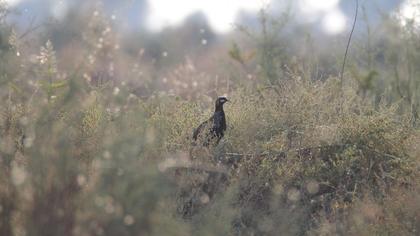 Black Francolin