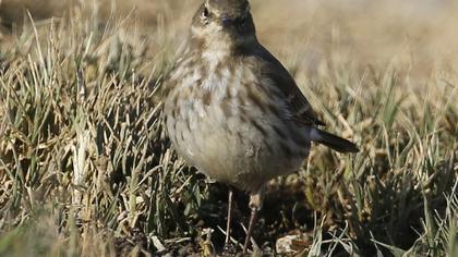 Water Pipit