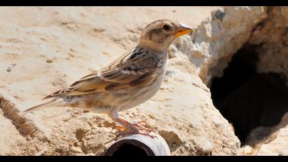 Rock Sparrow