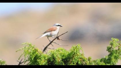 Red-backed Shrike