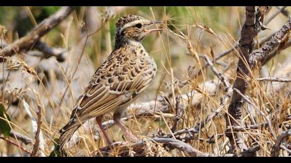 Woodlark