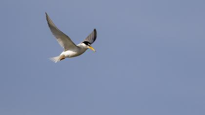 Little Tern
