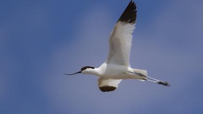 Pied Avocet