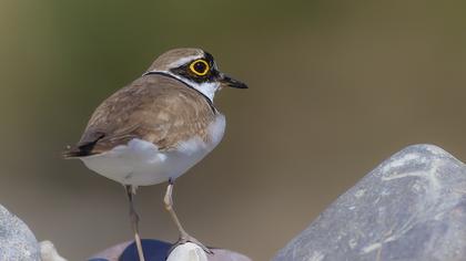 Little Ringed Plover