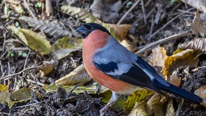 Eurasian Bullfinch