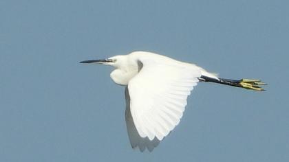 Little Egret