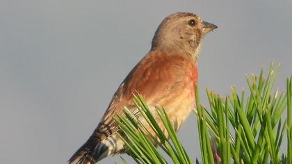 Common Linnet