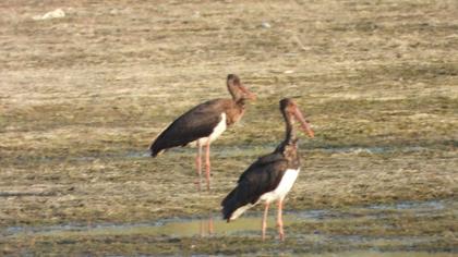 Black Stork