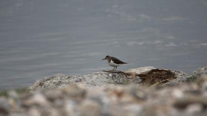 Common Sandpiper