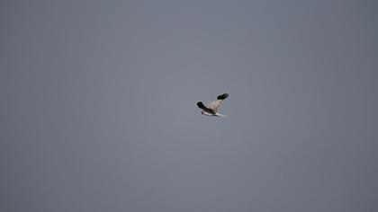Hen Harrier