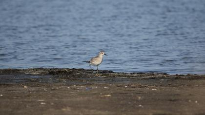 Grey Plover