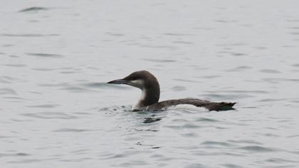 Black-throated Loon